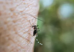 Tout savoir sur les moustiques